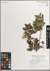 Foto von Salix myrsinifolia Salisb.